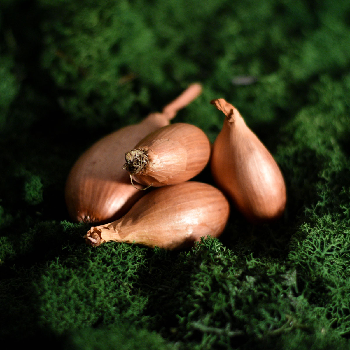 Šalotiniai svogūnai