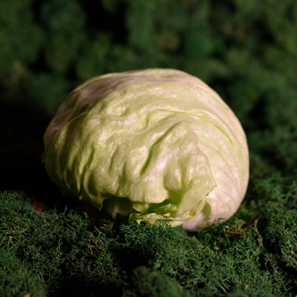 Ekologiška salota Iceberg