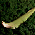 Alijošius (aloe vera)