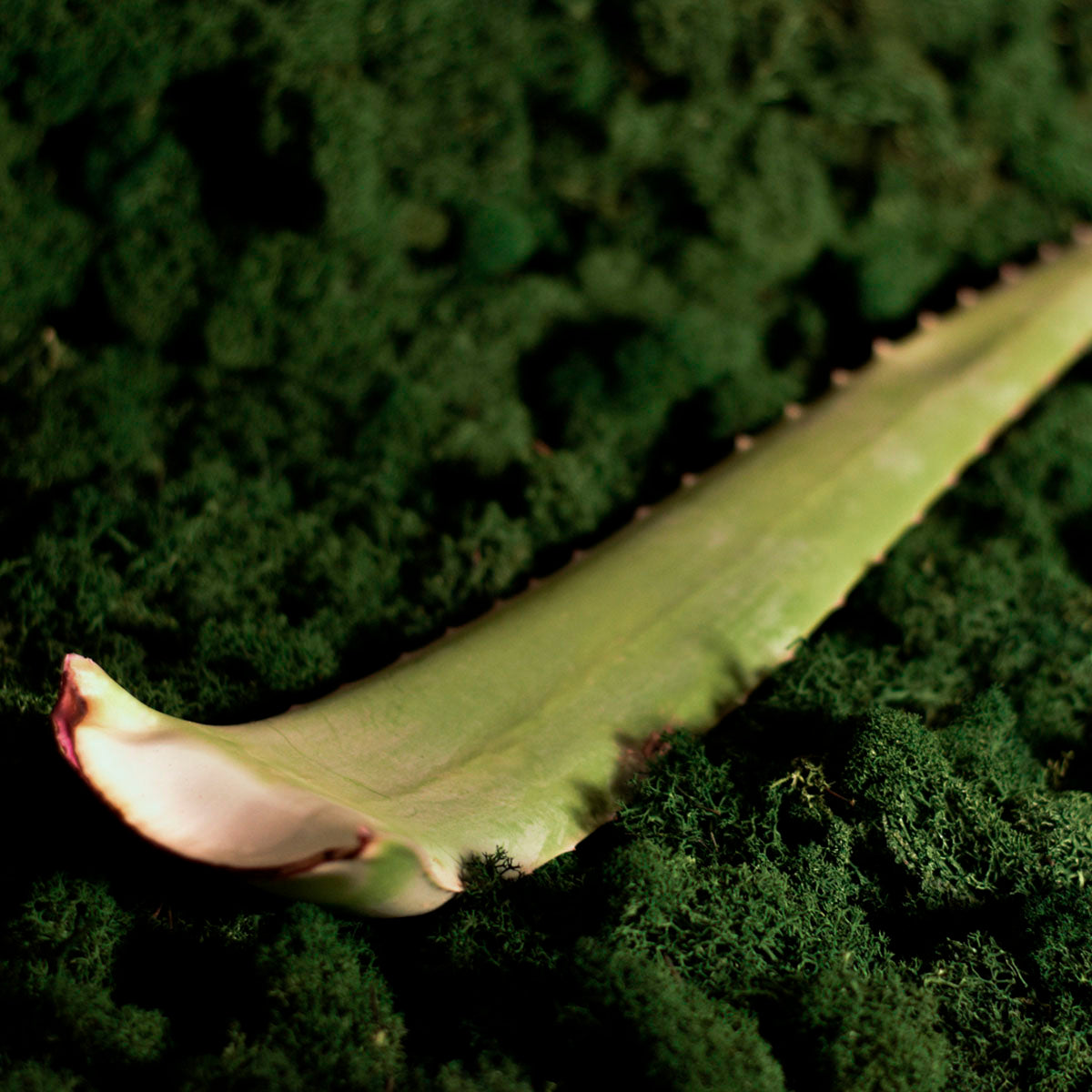 Alijošius (aloe vera)