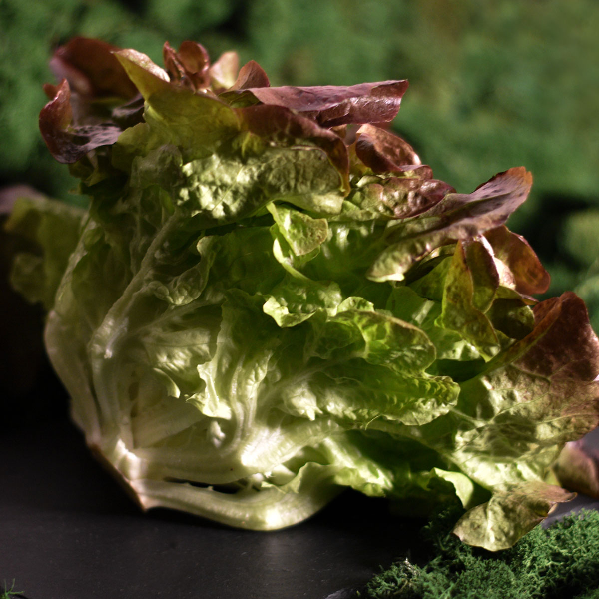 Salota Ąžuolalapė Raudona